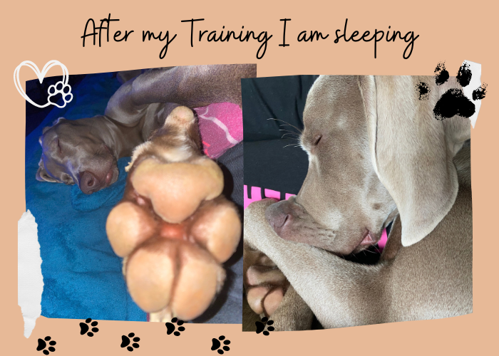 Calming Weimaraners 