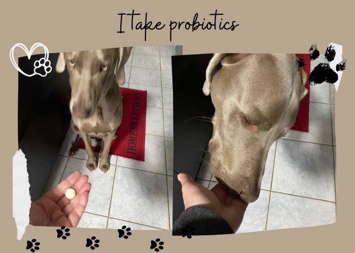 Weimaraner Sensitive Stomach Diet