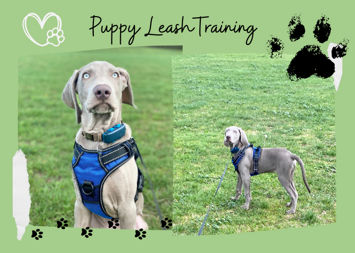 Weimaraner puppy training 