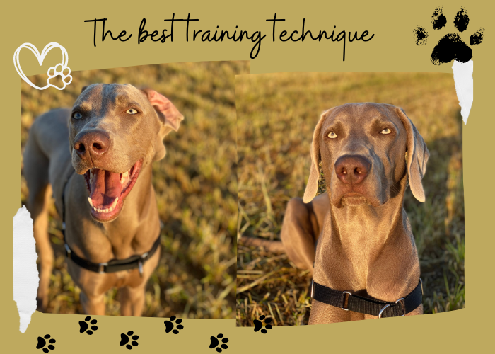 The Best Training Techniques